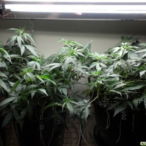 wk 6 d 4 LS / wk2 right / new clones / moms