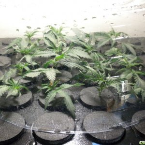 wk 6 d 4 LS / wk2 right / new clones / moms