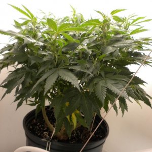 wk 6 d 4 LS / wk2 right / new clones / moms