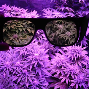 mars hydro led grow glasses