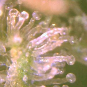 trichs4.jpg