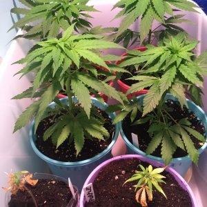 First clones