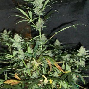 Auto Diesel