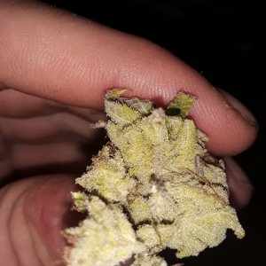 Rockstar kush