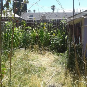 Corn, sunflowers,cannabis