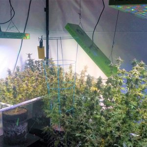 under Mars Hydro Reflector 144 led grow lights