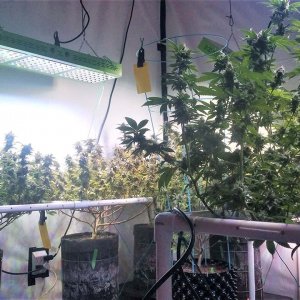 under Mars Hydro Reflector 144 led grow lights