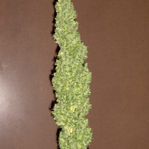 White Rhino