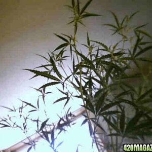 tallplant1