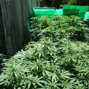 Grow Journal Updates 082406