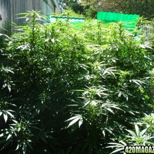 Grow Journal Updates 082406