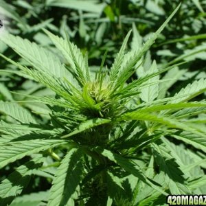 Grow Journal Updates 082406