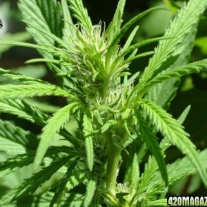 Grow Journal Updates 082406