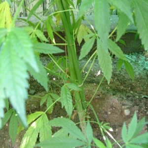 Grow Journal Updates 082406