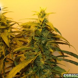 Grow Journal Updates 082406