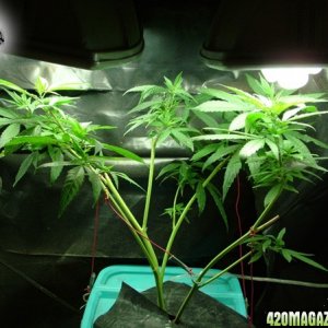 Grow Journal Updates 082406