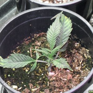 Orphaned weed