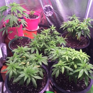 Veg room