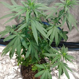 Bangi Haze_F9_pheno 2 (5).jpg