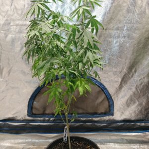 Bangi Haze_F9_pheno 3 (3).jpg