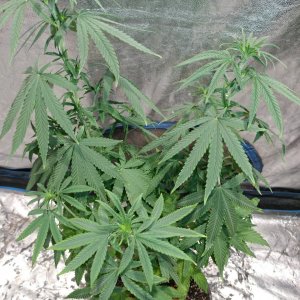 Bangi Haze_F9_pheno 3 (5).jpg