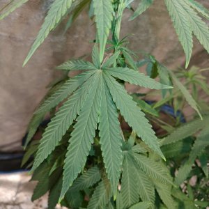 Bangi Haze_F9_pheno 3 (6).jpg