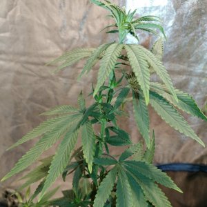 Bangi Haze_F9_pheno 4 (1).jpg