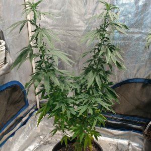 Bangi Haze_F9_pheno 4 (3).jpg