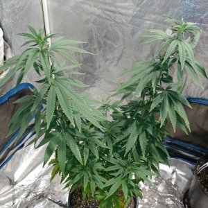 Bangi Haze_F9_pheno 4 (5).jpg