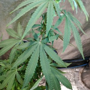 Bangi Haze_F9_Pheno 5 (6).jpg