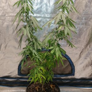 Bangi Haze_F9_Pheno 5 (9).jpg