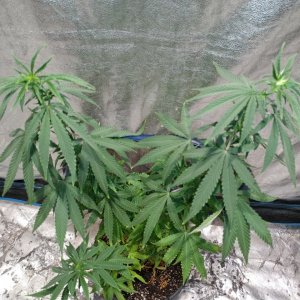 Bangi Haze_F9_Pheno 5 (11).jpg