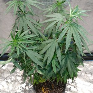 Bangi Haze_f(-pheno 6 (1).jpg