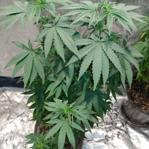 Bangi Haze_F9_pheno 7 (5).jpg