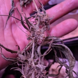 Thinking bud rot