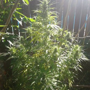 Candida CD 1 Sativa pheno