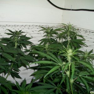 Jasonlee247 Lil' Girls 14days into Bloom