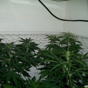 Jasonlee247 Lil' Girls 14days into Bloom