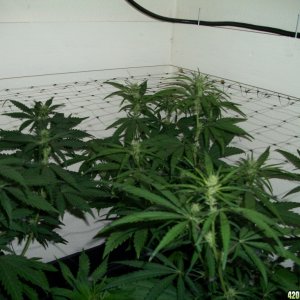 Jasonlee247 Lil' Girls 14days into Bloom