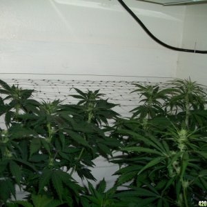 Jasonlee247 Lil' Girls 14days into Bloom