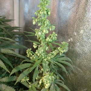 Icemud_bangi haze_cannabis_seed_grow_led grow light (11).jpg