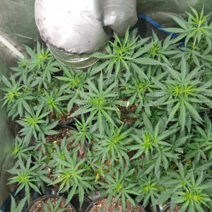 Apollo13_F4_icemud_cannabis_seed_grow (2).jpg