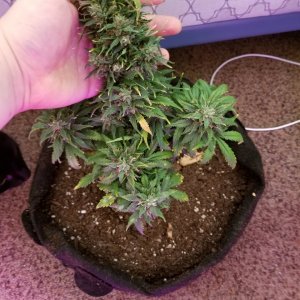 Solomatic CBD 3rd grow