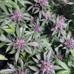 star pupil topped