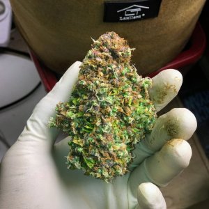 Green crack harvested