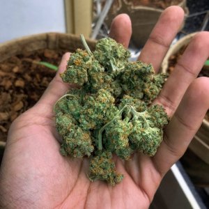 Green crack harvested