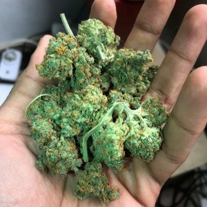 Green crack harvested