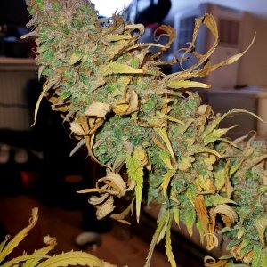 Green crack harvest day 142