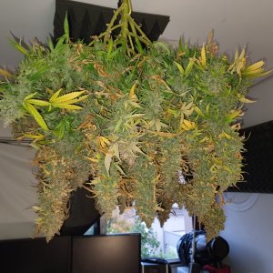 Green crack harvest day 142