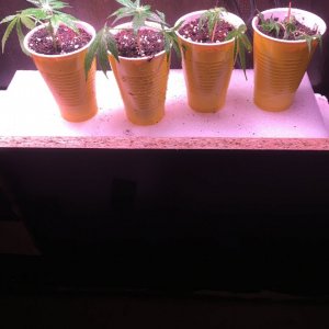 Ocean Grown Girl Scout Cookie Flower Clones